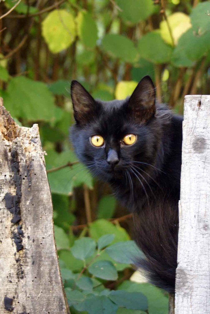 Photograph by Игорь Пшеничников