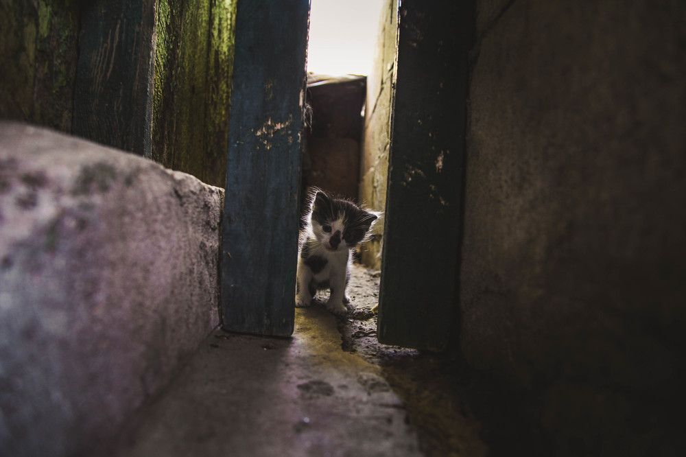 Фотография автора Кирилл Коваленко