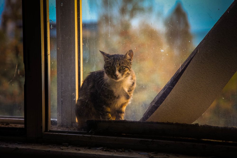 Фотография автора Кирилл Коваленко