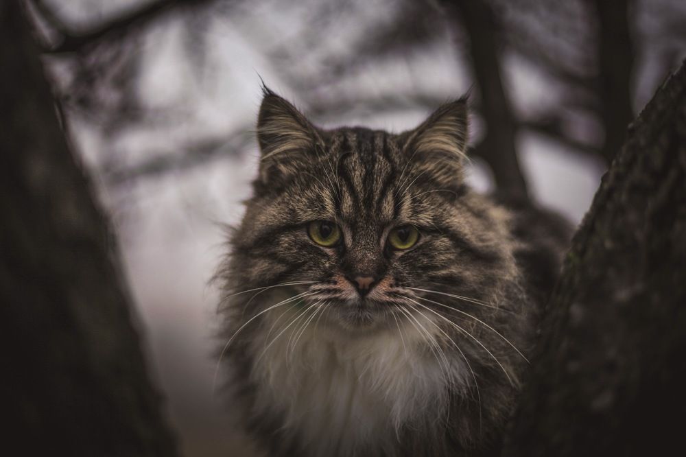 Фотография автора Кирилл Коваленко