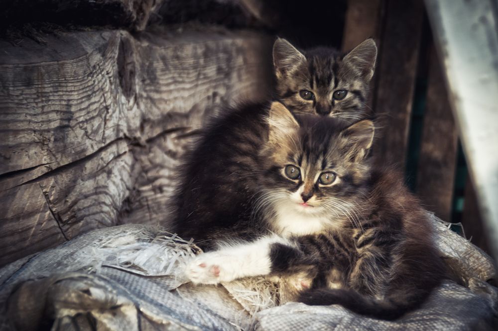 Фотография автора Юлия Кранина