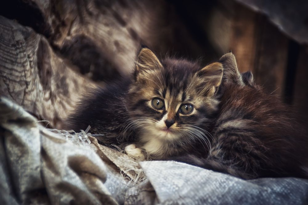 Фотография автора Юлия Кранина