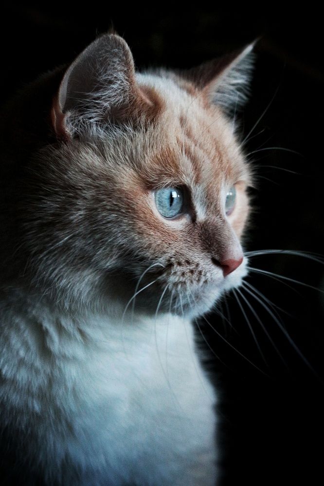 Фотография автора Елена Кириллова