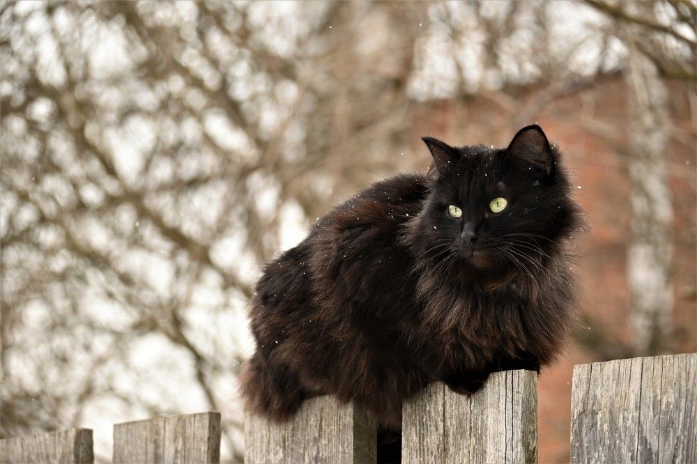 Фотография автора IRINA FILIPPOVA