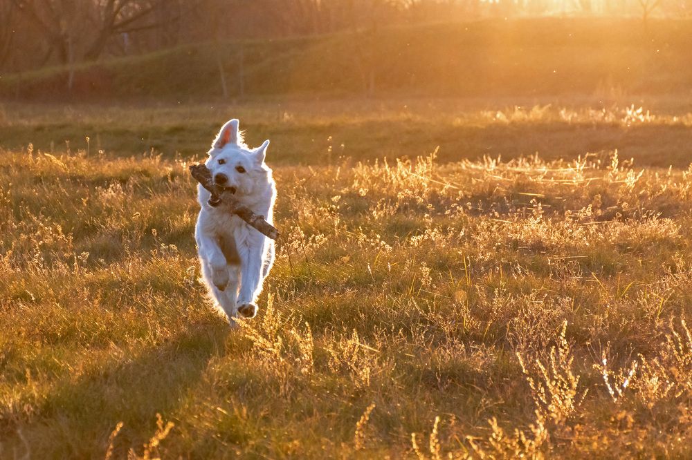 Photograph by Anton Leonchikov