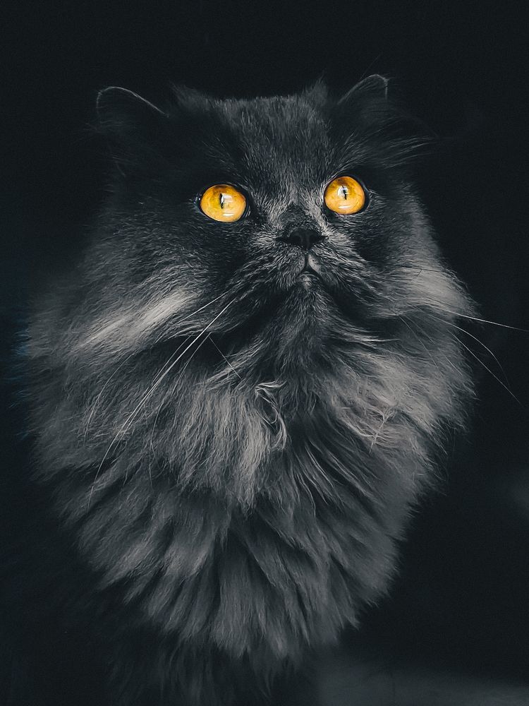 Фотография автора Irfan Abbas