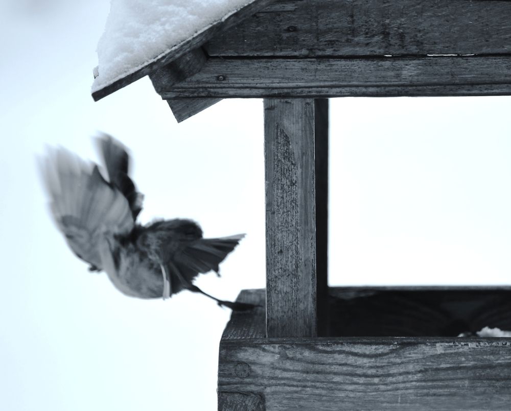 Photograph by Nadezhda