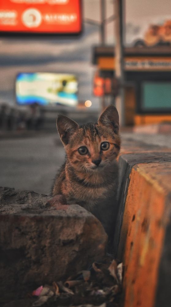 Street cat