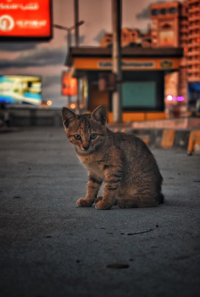 Street cat