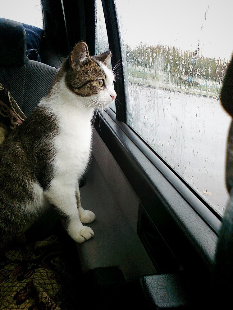 Photograph by Владимир Воложинский