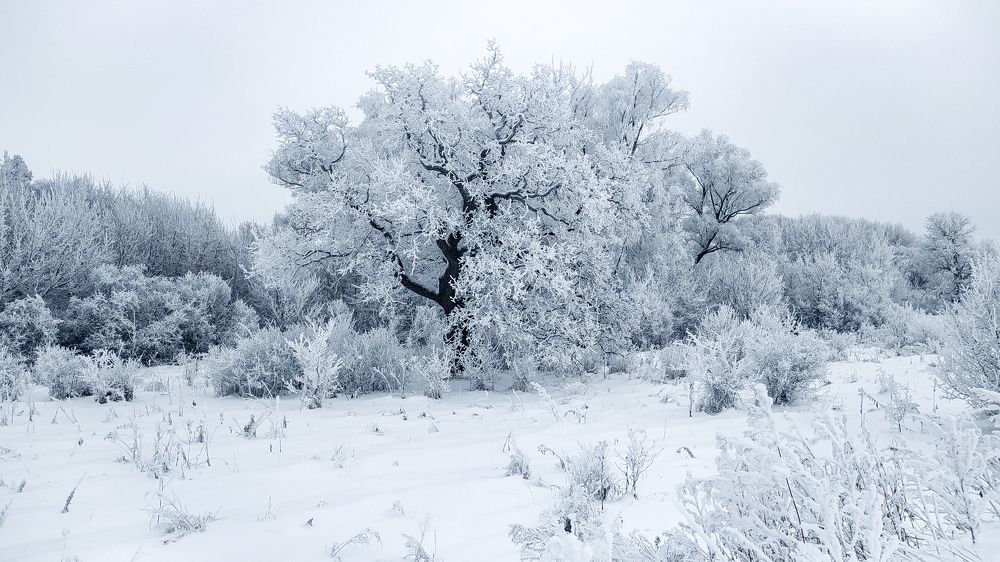 Photo #8649628