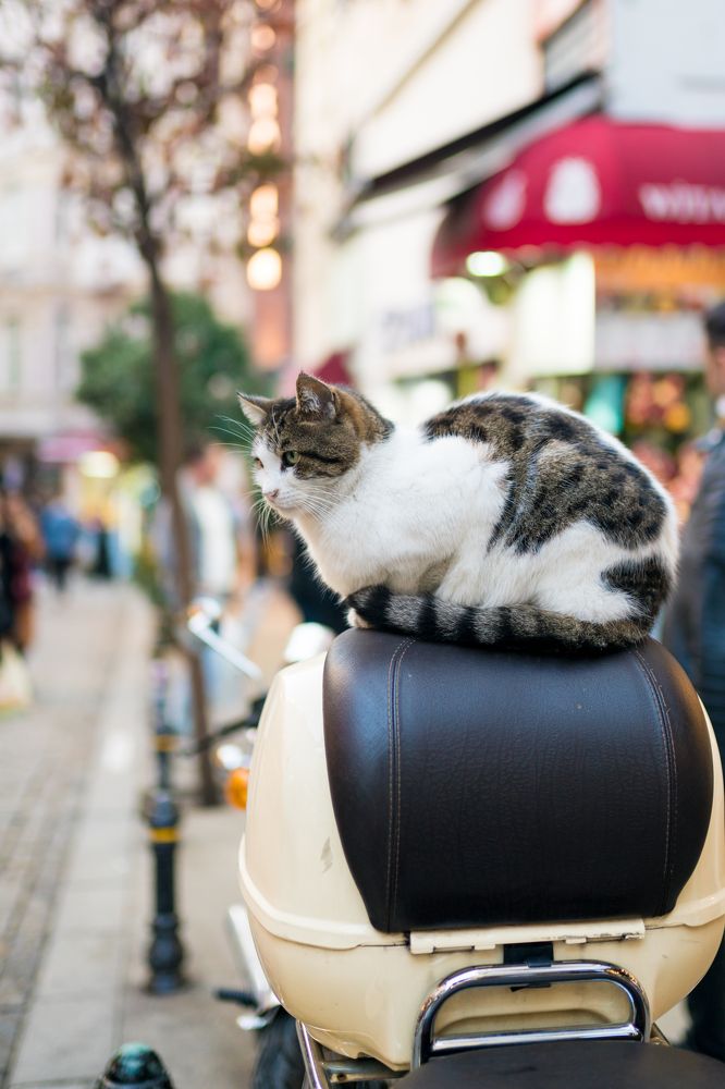 Photograph by Татьяна Гордиевская