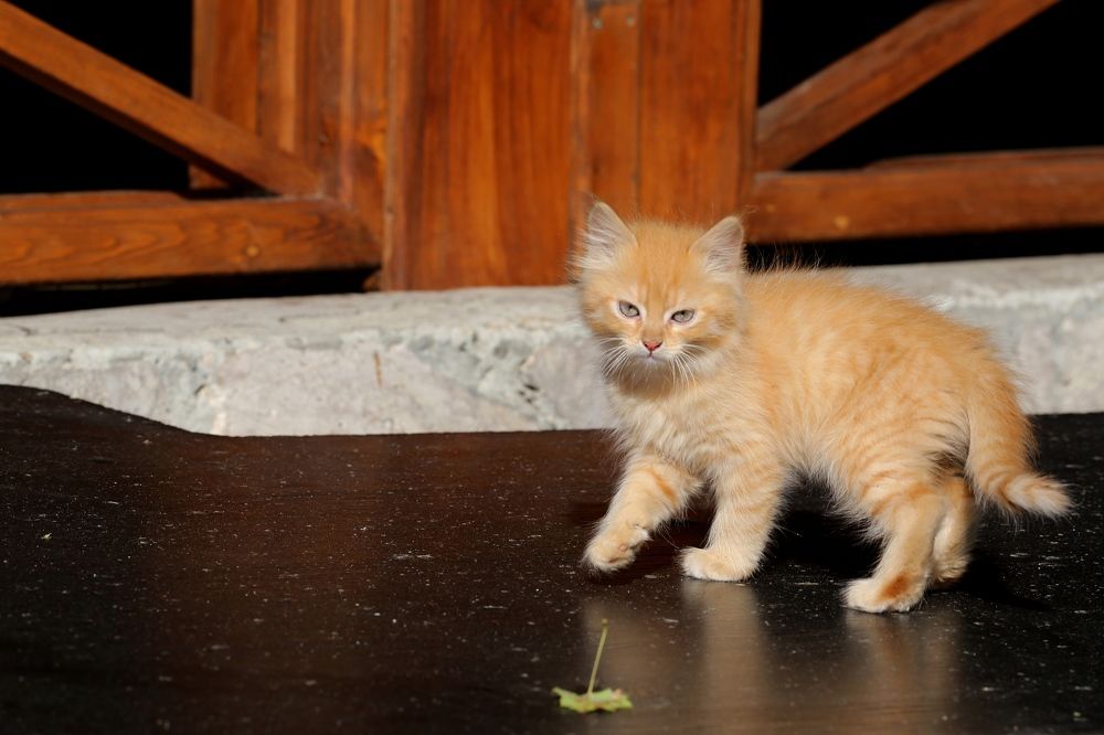 Photograph by Ольга Лысенко