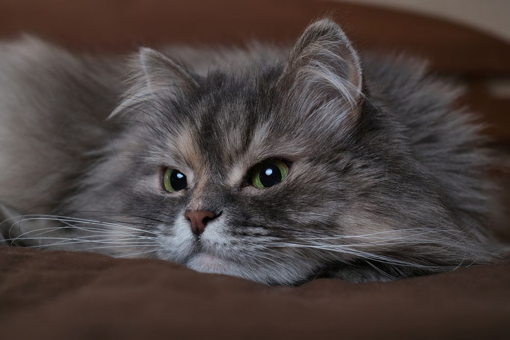 Photograph by Михеева Светлана