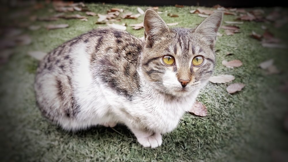 Photograph by Nushin Saboohi