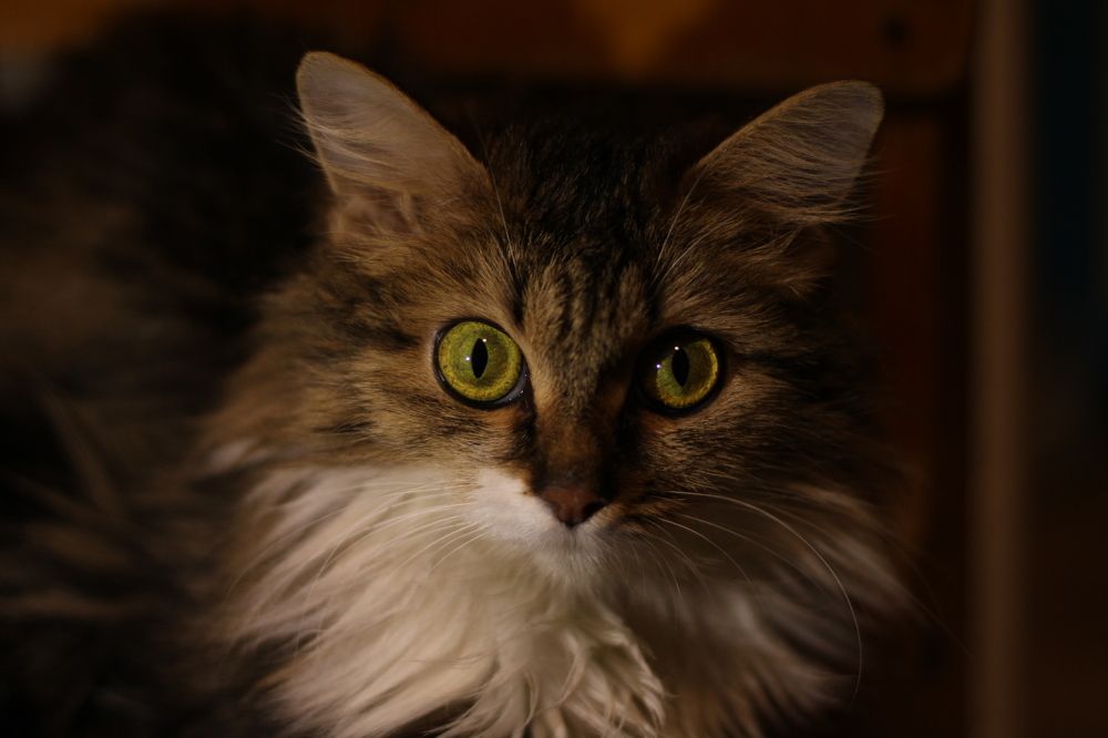 Photograph by Mari Kir