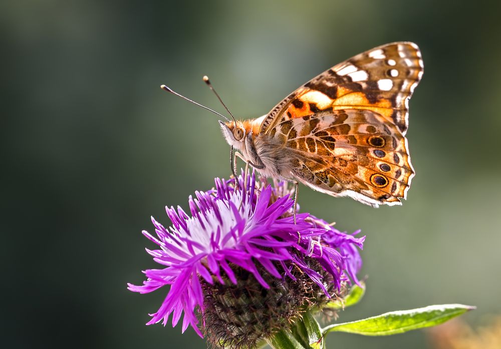 Photograph by Борис Новиков