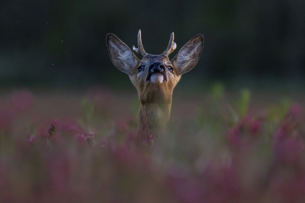 Photograph by Flora Jakab