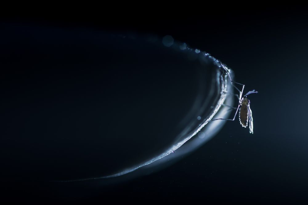 Photograph by Flora Jakab