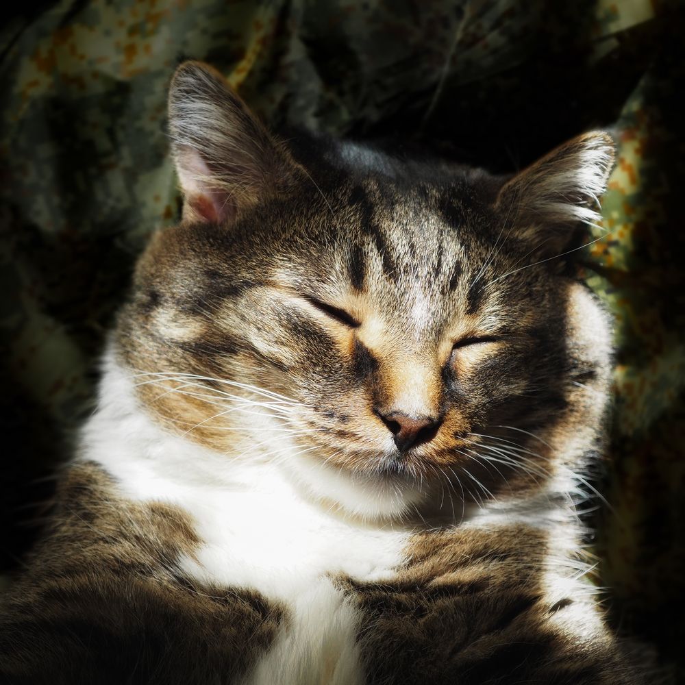 Photograph by Маргарита Смоленская