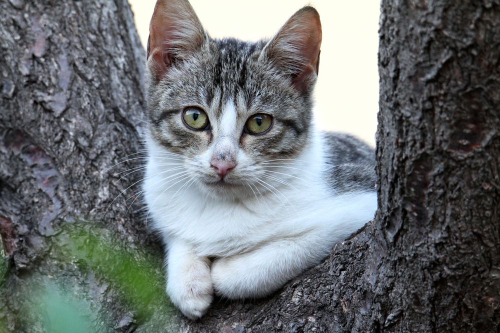 Photograph by Claudio Bonaccorsi