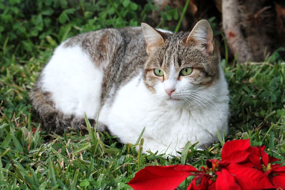 Photograph by Claudio Bonaccorsi