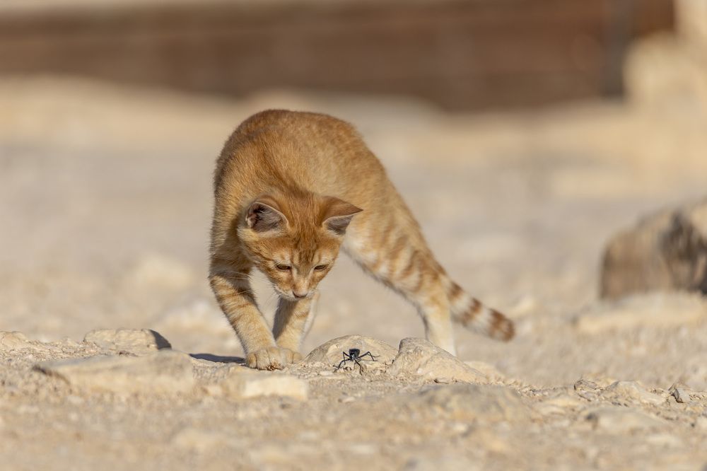 Фотография автора Nikolay Tatarchuk