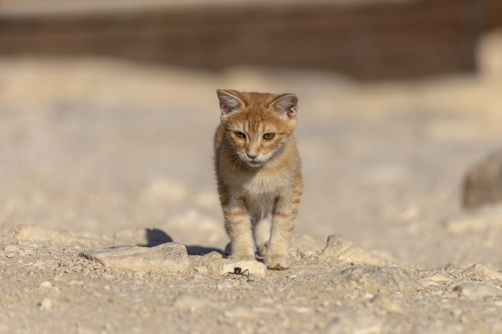 Фотография автора Nikolay Tatarchuk