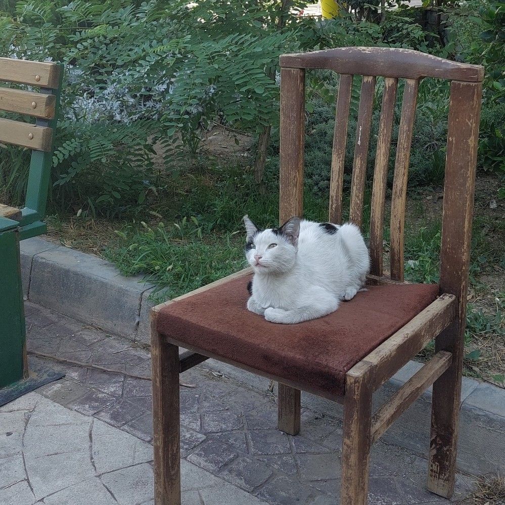 Photo #8650338