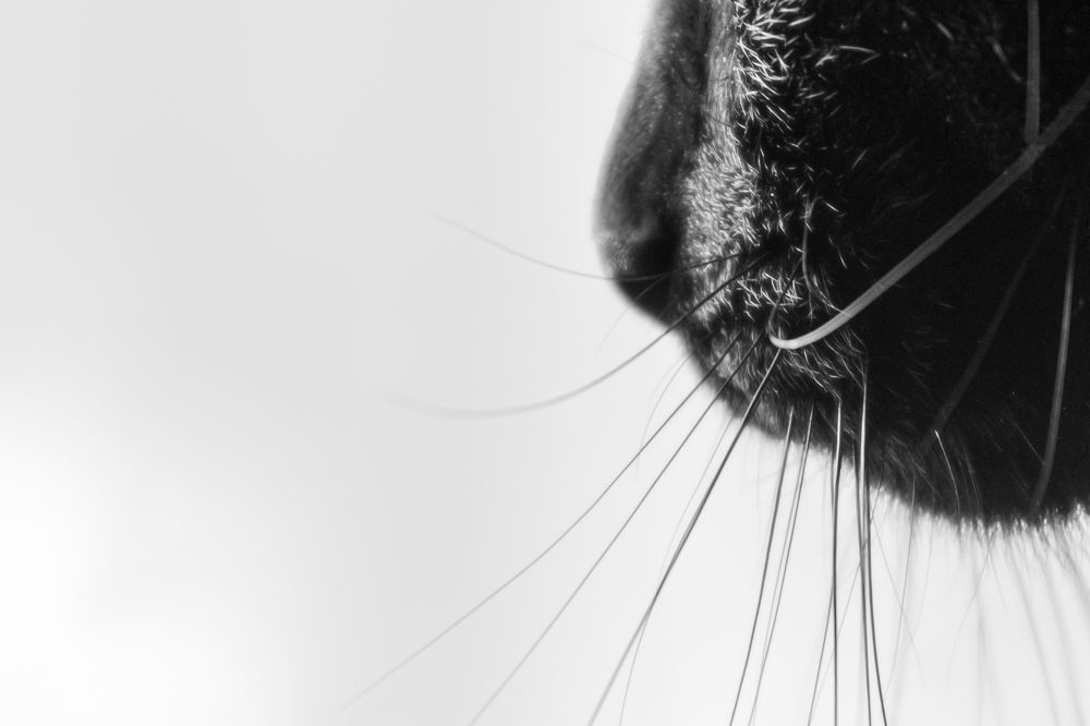 Whiskers