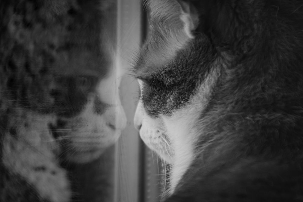 Mirror mirror who's the cattest ?