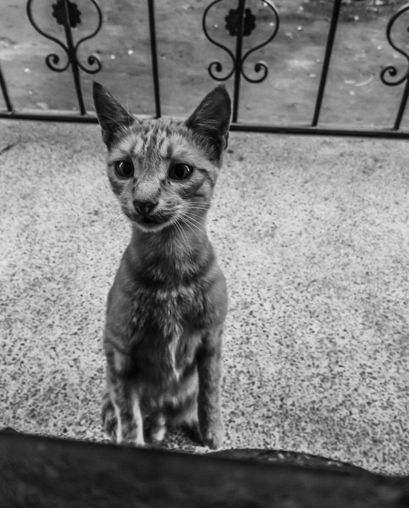 Фотография автора Adel elqamhawi Mohamed