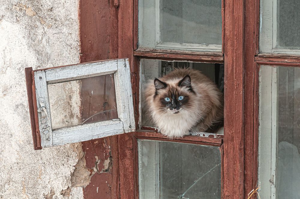 Photograph by Vladimir  Komarov