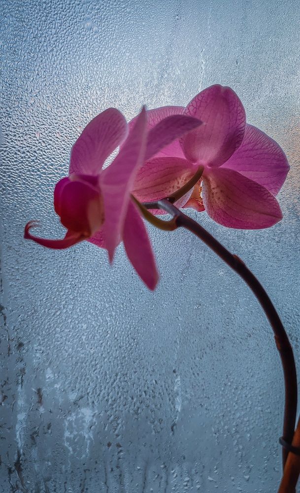 Фотография автора Анастасия Мамаева