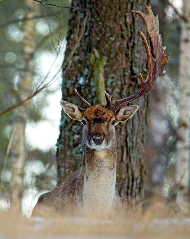 Photograph by Игорь Щербаков
