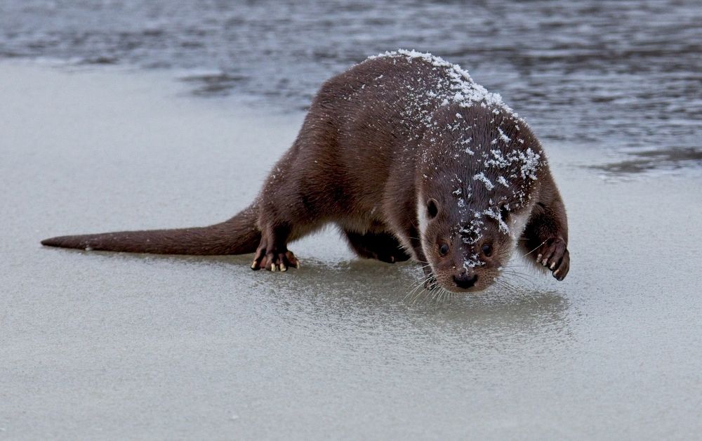 Photograph by Игорь Щербаков