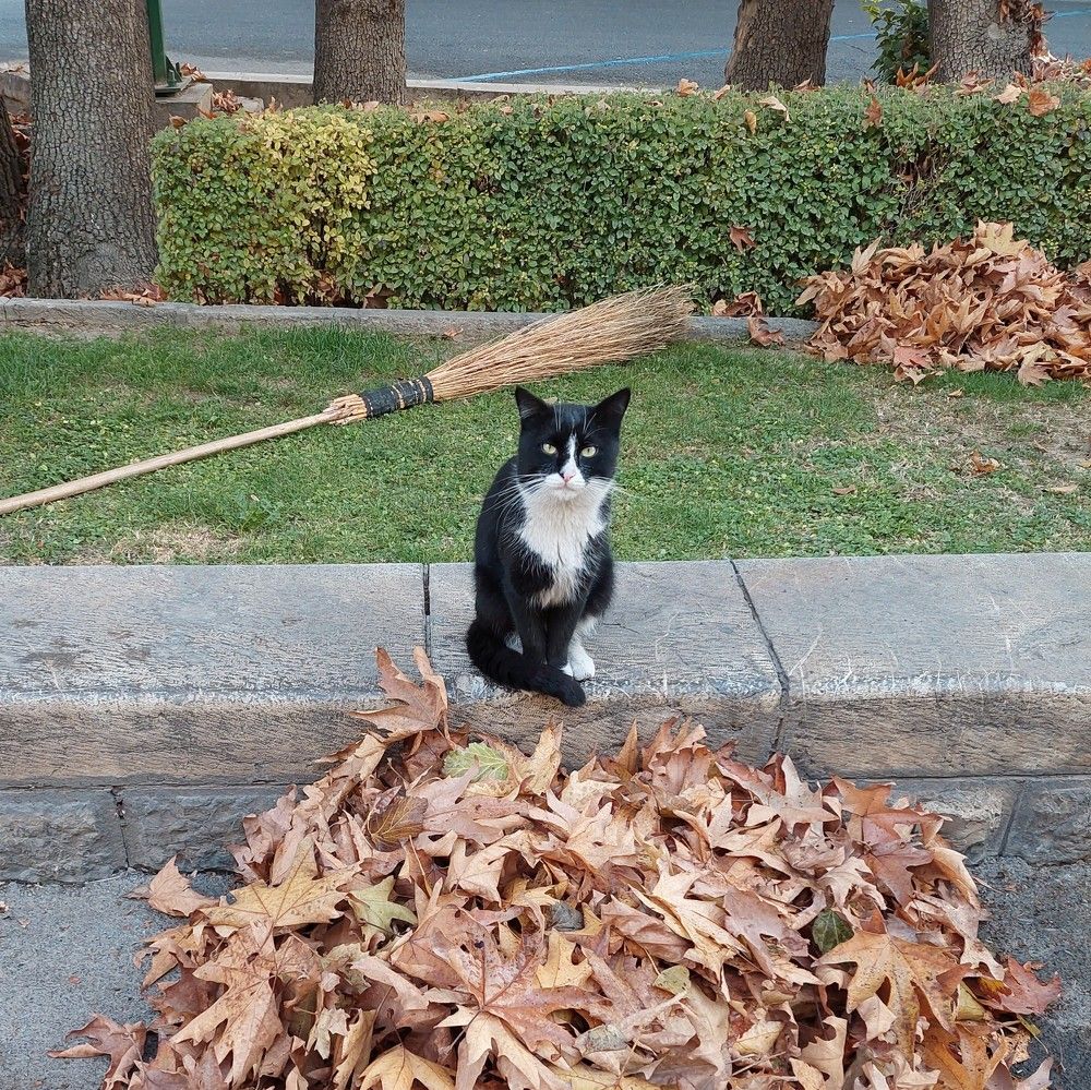 Photo #8650587