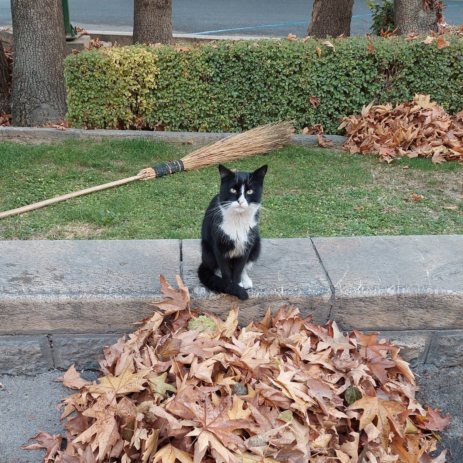 Photo #8650587