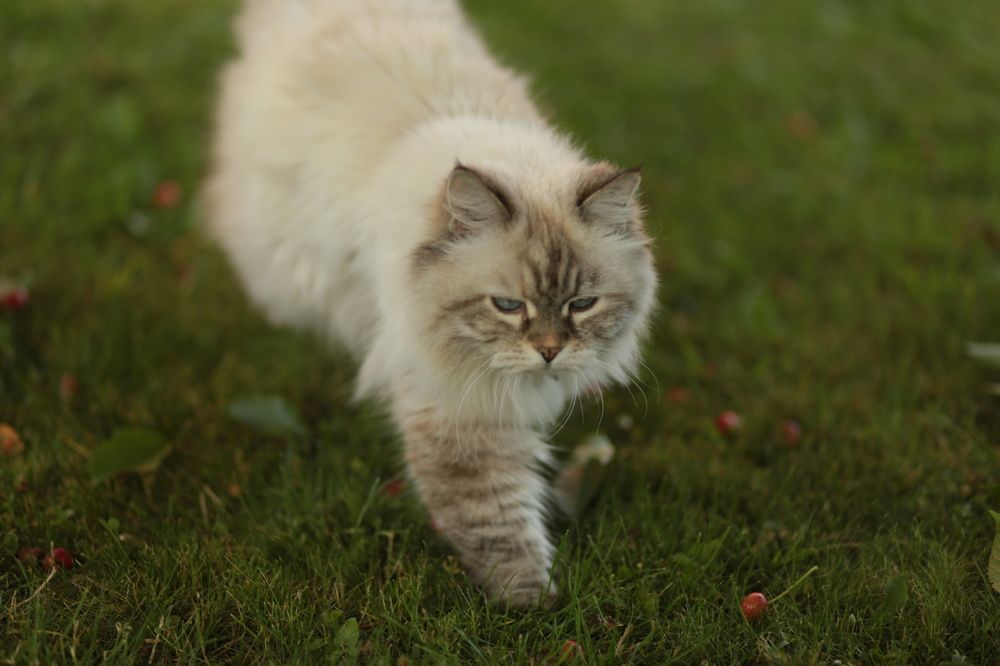 Photograph by Veronika Trubnikova