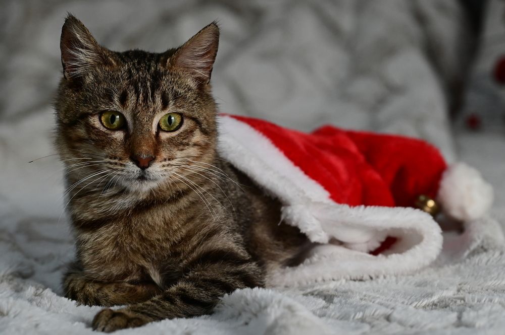 Photograph by Светлана Ивановна