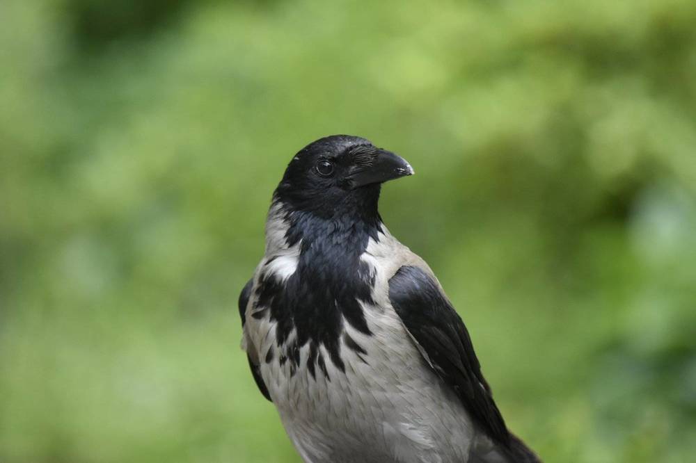 Красавица Ворона / Beauty Crow