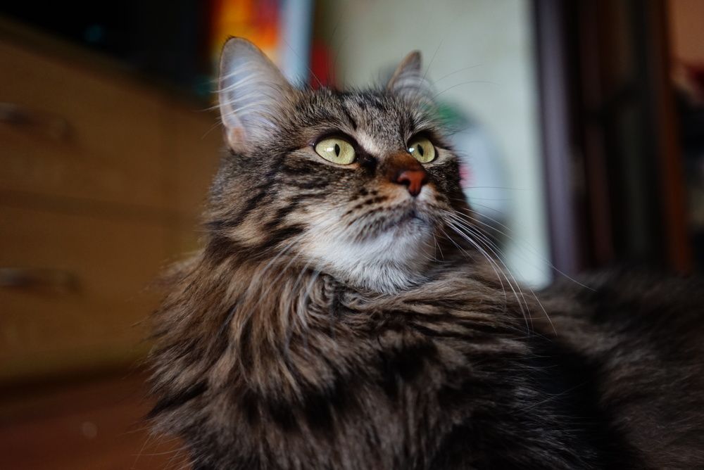 Фотография автора Александра Глускер