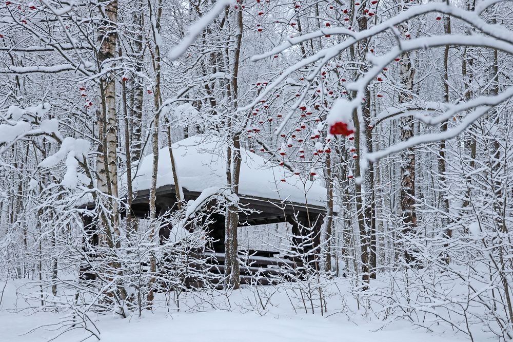 Photograph by Наталья Суслова