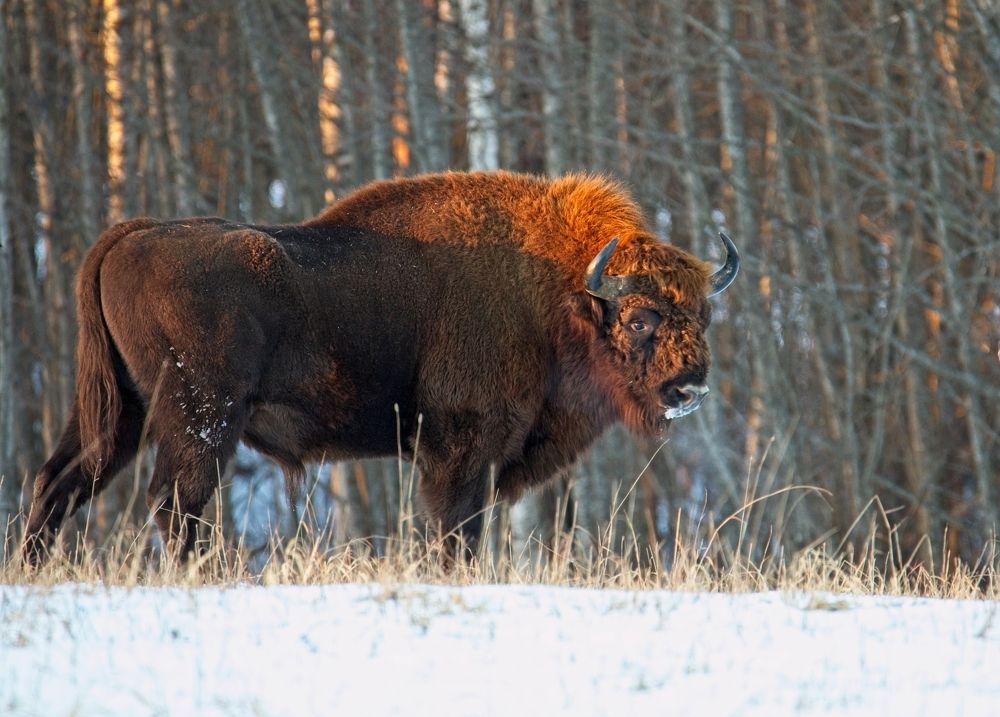 Photograph by Игорь Щербаков