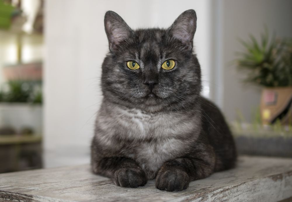 Photograph by Elena Lopatina