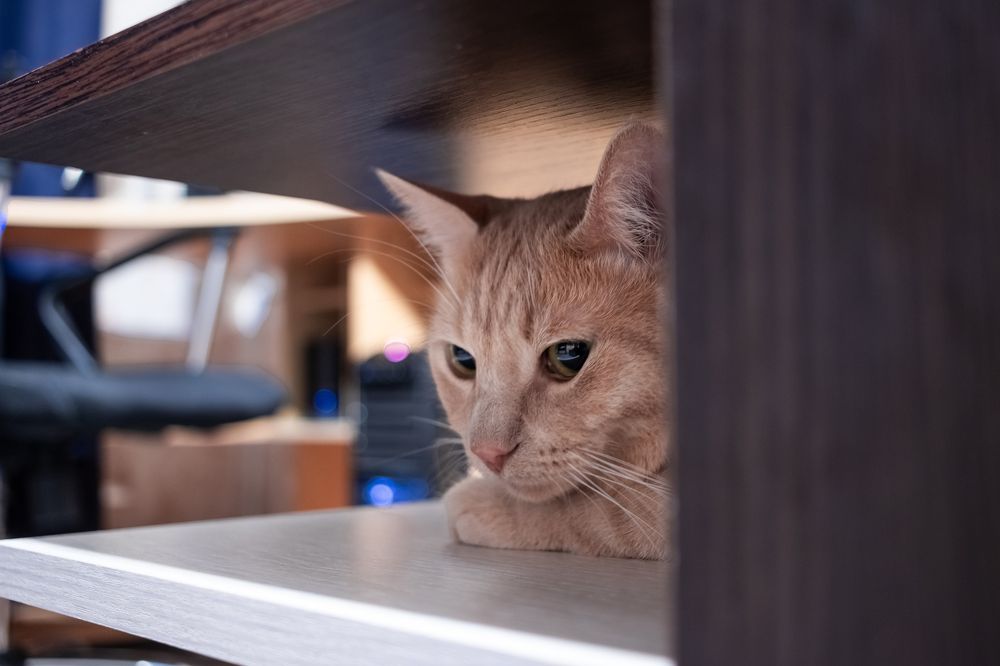 Фотография автора Alexander Pakhomov