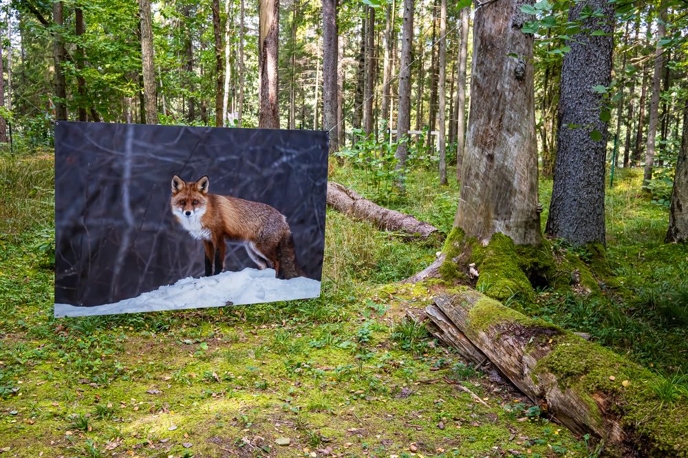 Фотография автора Ivars Andrups