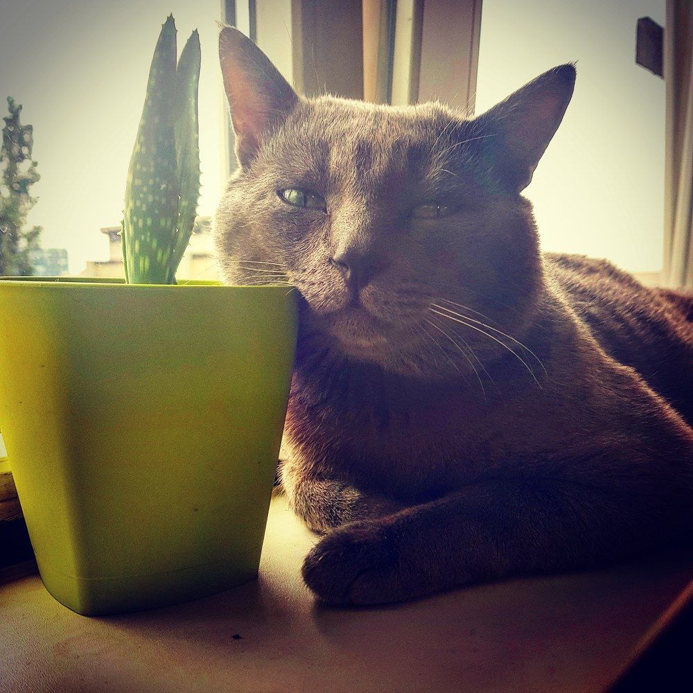 Photograph by Maja Micovic