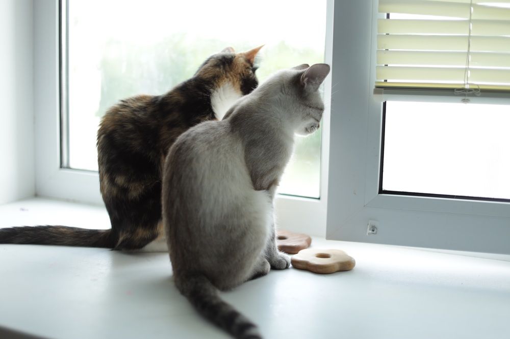 Photograph by Елена Сторожева