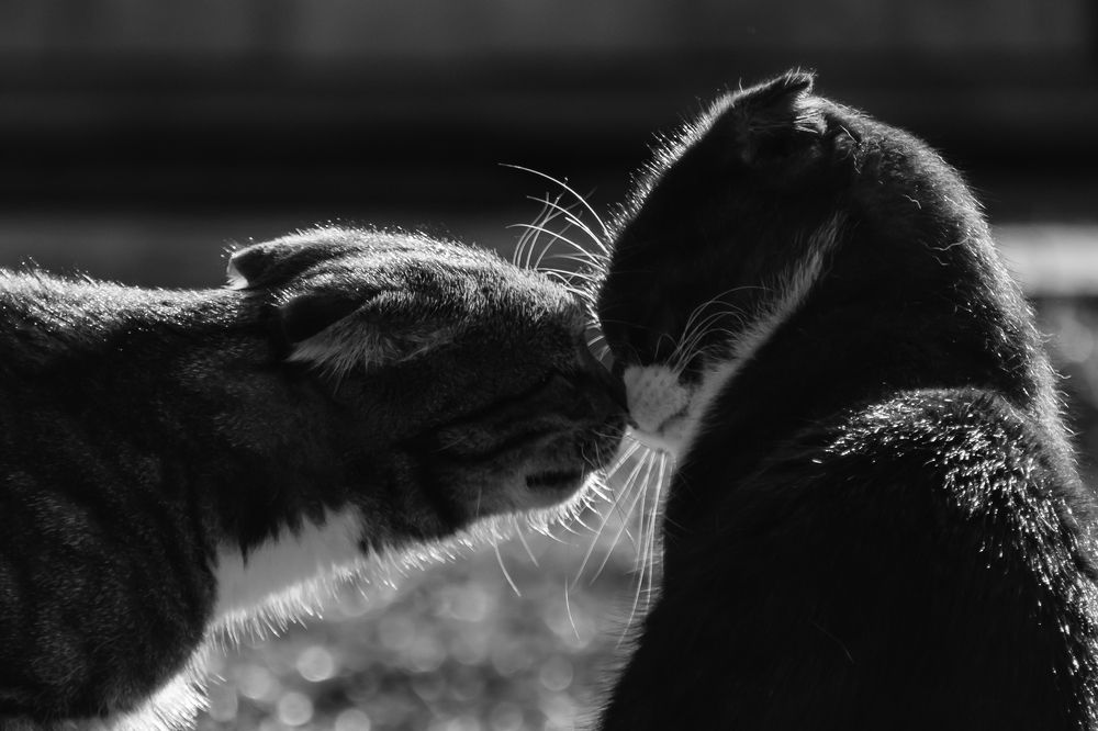 Photograph by Мария Тёмкина